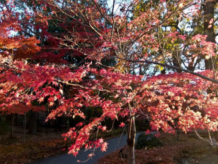 Autumn Colours Mishima e1704822403132