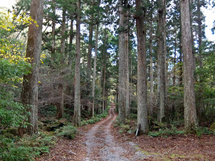 Avenue of Cedars