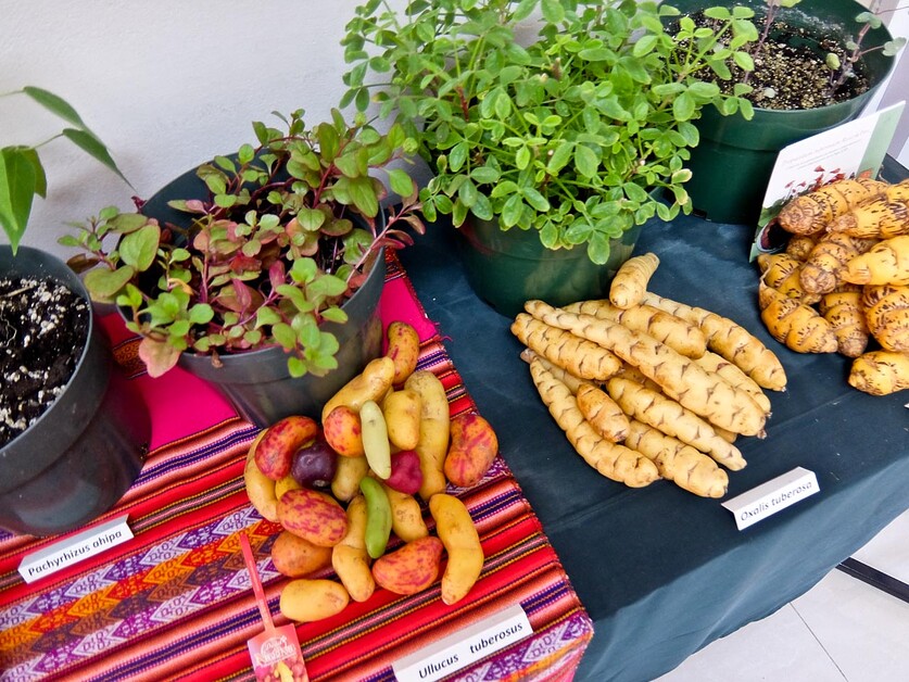 Insider Guide To Peru Superfoods. Discover The Delicious Taste Of