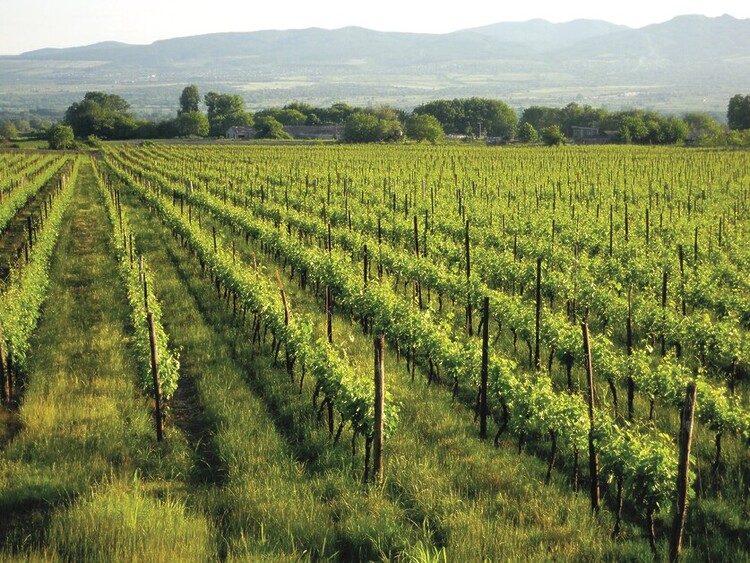 Wine Lover’s Guide to Kakheti in Georgia