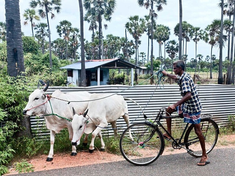 Rupert parker goes slow and explores the city of Jaffna and its peninsula in his guide to cycling Sri Lanka.