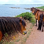 Rupert Parker Hikes part of the Salt Path, The Stunning South West Coast Path Either Side Of Plymouth.