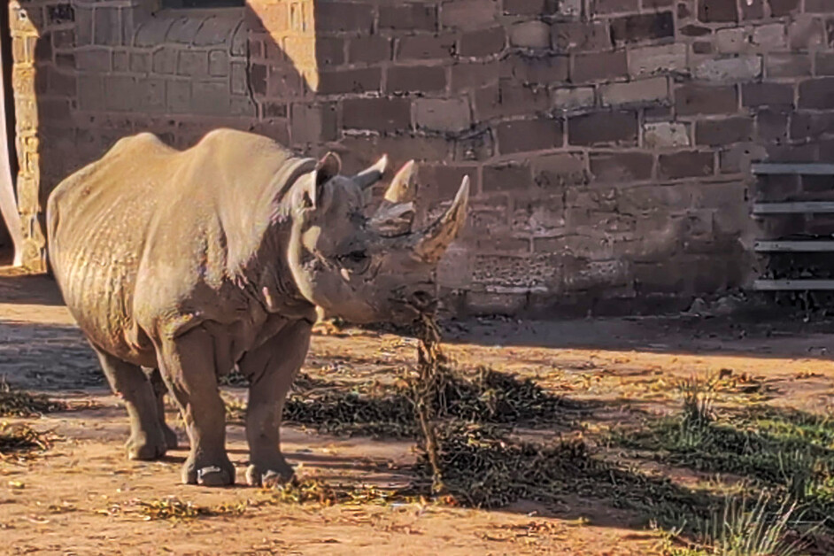 Stuart Forster visits Chester Zoo to learn about its noble conservation commitment.