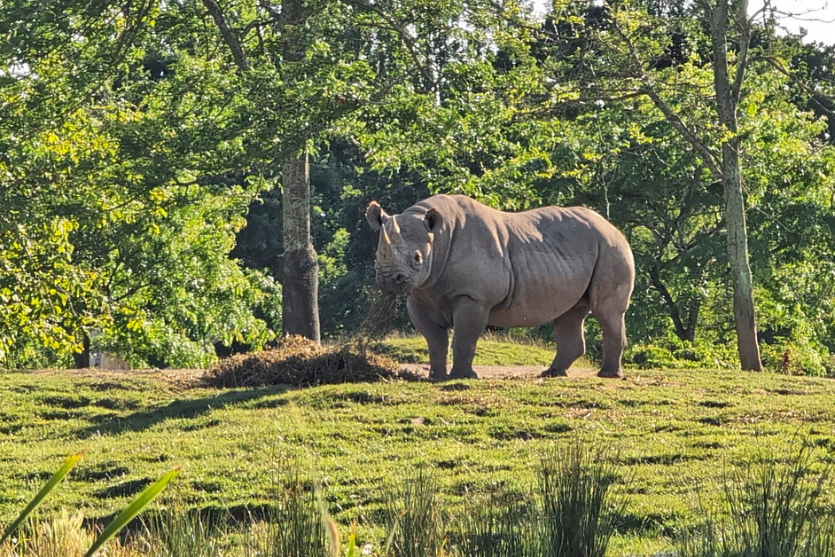 Stuart Forster visits Chester Zoo to learn about its noble conservation commitment.