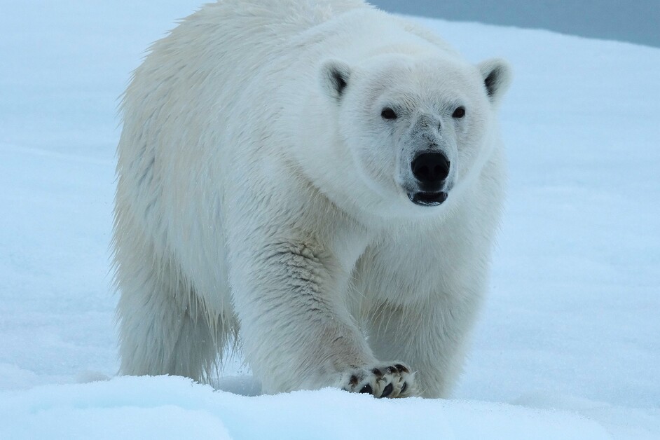 Andy Mossack joins a Secret Atlas Micro Cruise with just twelve guests exploring the Arctic Svalbard Archipelago.