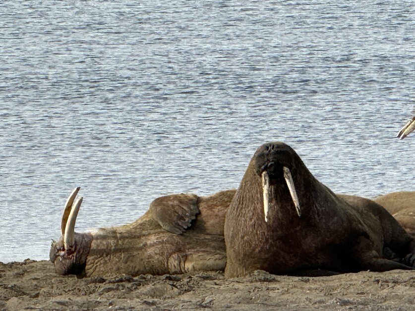 Andy Mossack joins a Secret Atlas Micro Cruise with just twelve guests exploring the Arctic Svalbard Archipelago.
