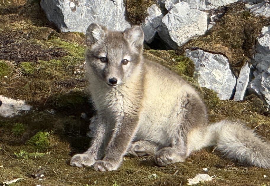 Andy Mossack joins a Secret Atlas Micro Cruise with just twelve guests exploring the Arctic Svalbard Archipelago.
