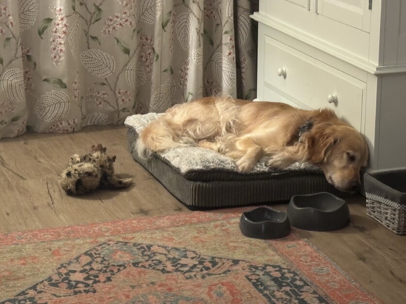 Anthea Gerrie Indulges Her Pooch In The New Forest At The Incredibly Dog-Friendly Montagu Arms