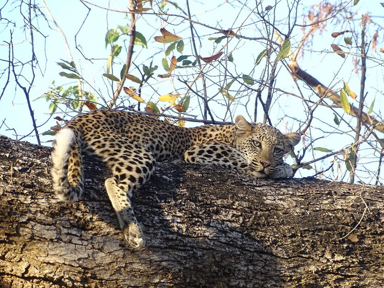 Sarah Kingdom visits Dulini Anabezi and discovers a quietly elegant camp in Zambia’s Lower Zambezi National Park.