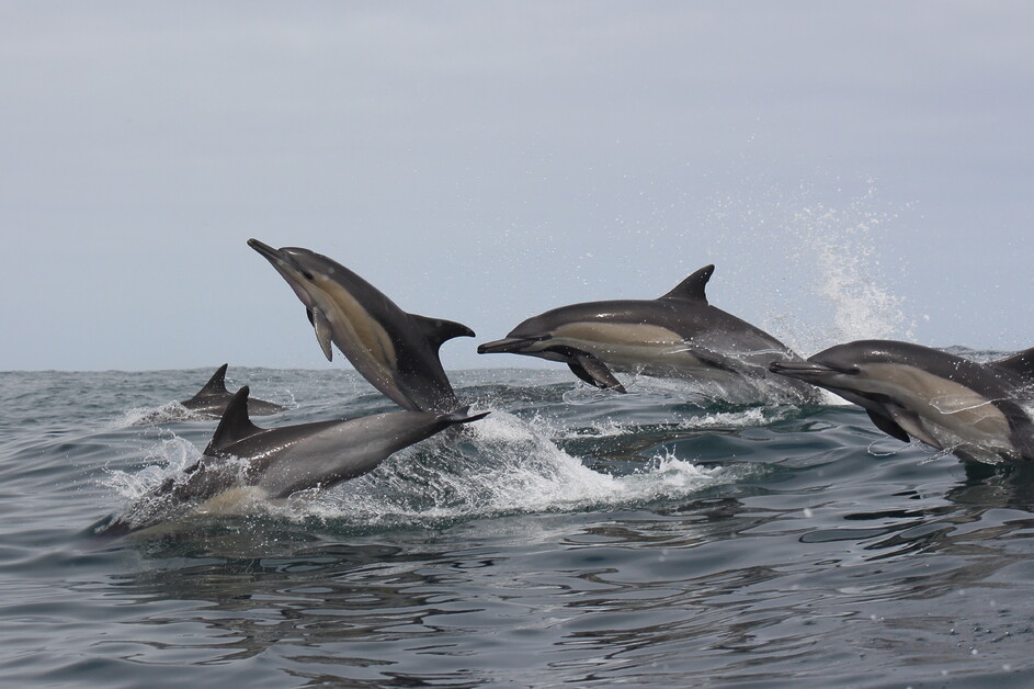 Sarah Kingdom joins Marine Dynamics off the coast of Gansbaai to encounter South Africa’s Marine Big Five and discovers an unforgettable sea safari.