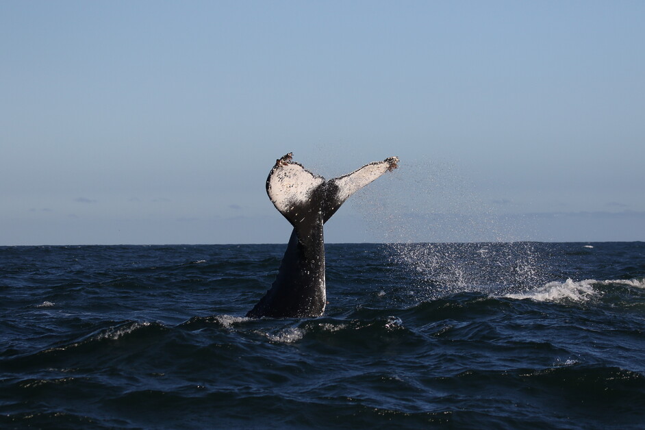 Sarah Kingdom joins Marine Dynamics off the coast of Gansbaai to encounter South Africa’s Marine Big Five and discovers an unforgettable sea safari.