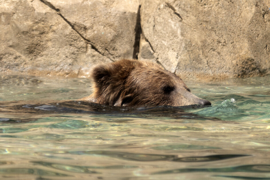 Stuart Forster spends a day in Oak Park, west of downtown Chicago, including spending the afternoon at Brookfield Zoo Chicago
