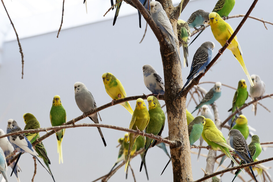Stuart Forster spends a day in Oak Park, west of downtown Chicago, including spending the afternoon at Brookfield Zoo Chicago