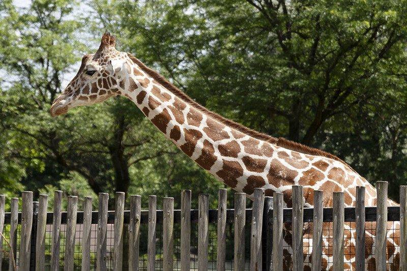 Stuart Forster spends a day in Oak Park, west of downtown Chicago, including spending the afternoon at Brookfield Zoo Chicago
