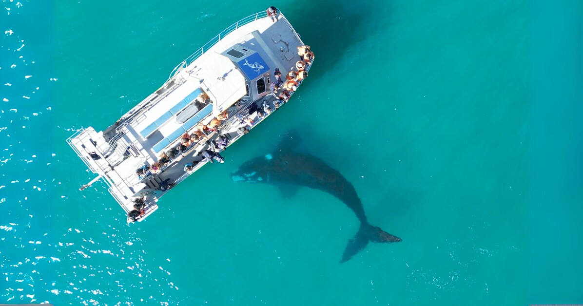 Sarah Kingdom joins Marine Dynamics off the coast of Gansbaai to encounter South Africa’s Marine Big Five and discovers an unforgettable sea safari.