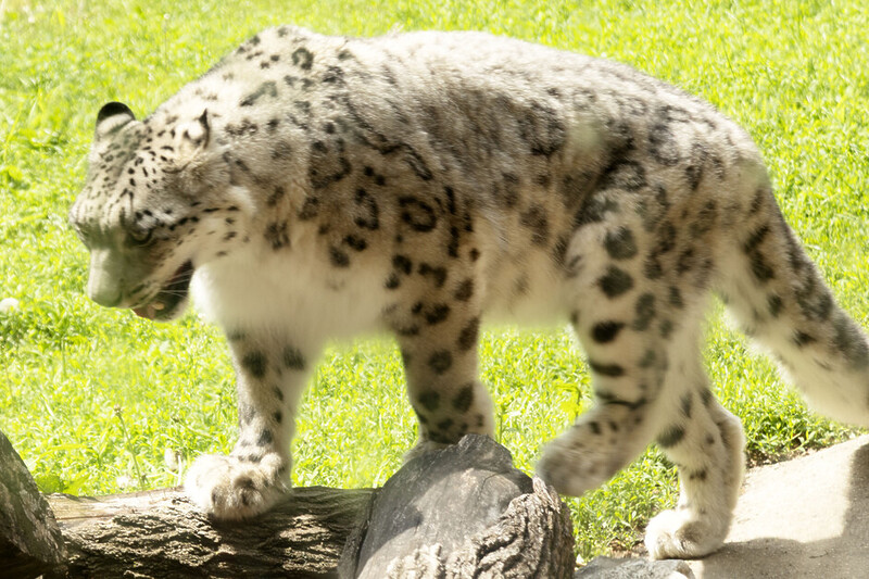 Stuart Forster spends a day in Oak Park, west of downtown Chicago, including spending the afternoon at Brookfield Zoo Chicago