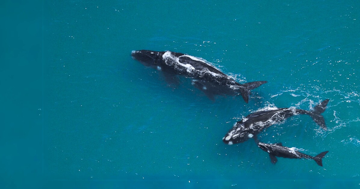 Sarah Kingdom joins Marine Dynamics off the coast of Gansbaai to encounter South Africa’s Marine Big Five and discovers an unforgettable sea safari.