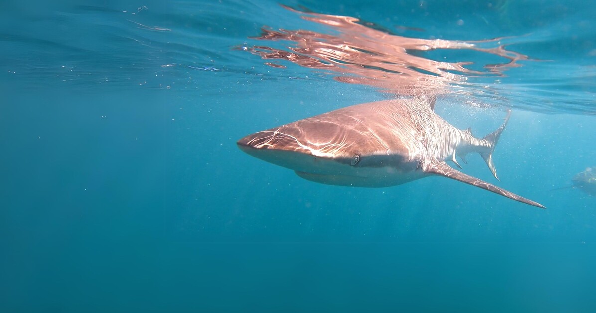 Sarah Kingdom joins Marine Dynamics off the coast of Gansbaai to encounter South Africa’s Marine Big Five and discovers an unforgettable sea safari.