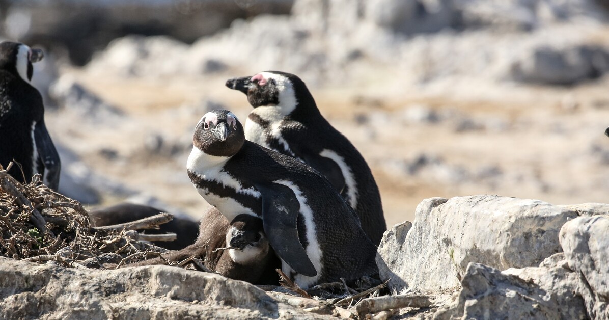 Sarah Kingdom joins Marine Dynamics Big 5 Tour off the coast of Gansbaai and discovers an unforgettable sea safari.