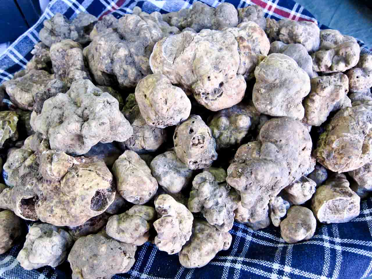 Rupert Parker gets his hands on White Truffle at a Truffle Masterclass with Chef Henry Brosi.