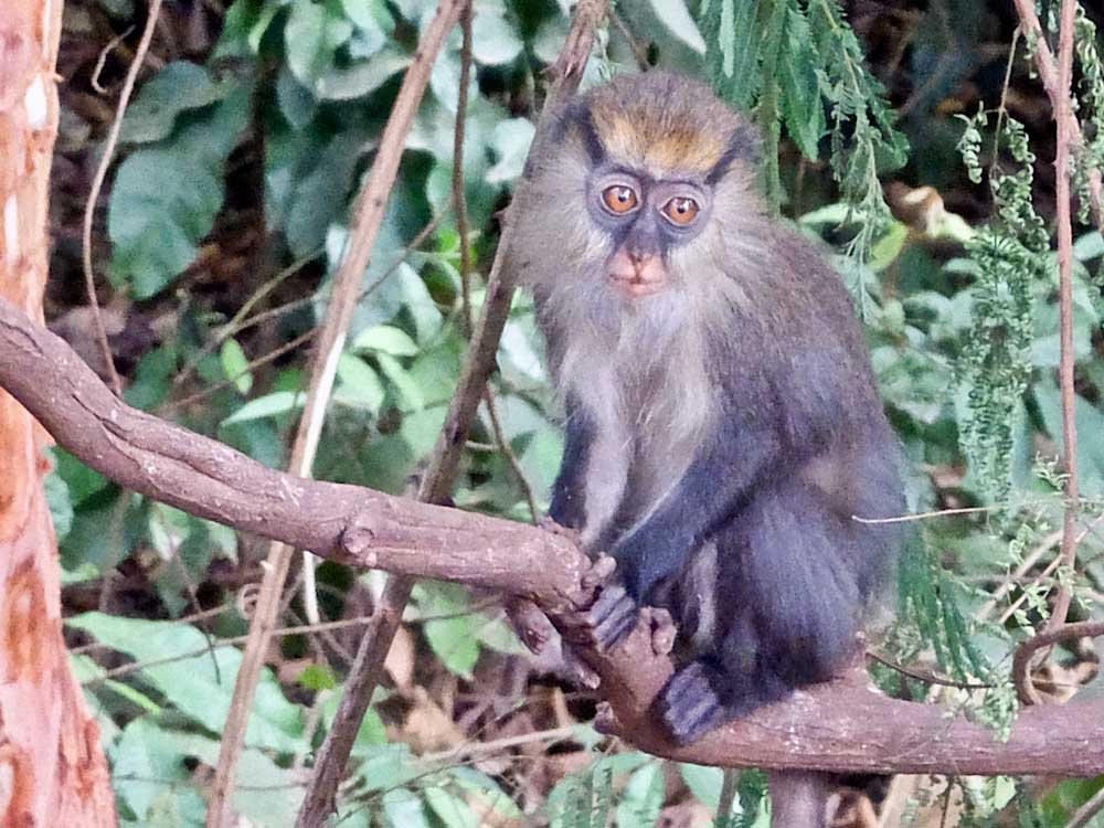 In his Essential Guide to Côte d’Ivoire Rupert Parker is a hit wih his idiot dancing.